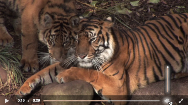 progress-volume-styled